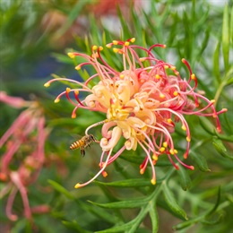 <i>Grevillea</i> ‘Superb’ (Grevillea)